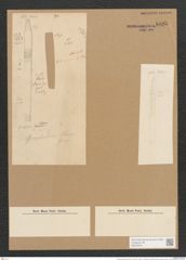 Gomphonitzschia clevei Grun. (de-Toni-Nr.: Genus 51, Species 2214) Zeichnungen Sammlung Grunow Nr. 4625 (NHMW-BOT-W0372674)
